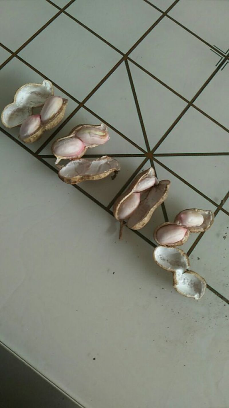 白沙系列鲜货带壳