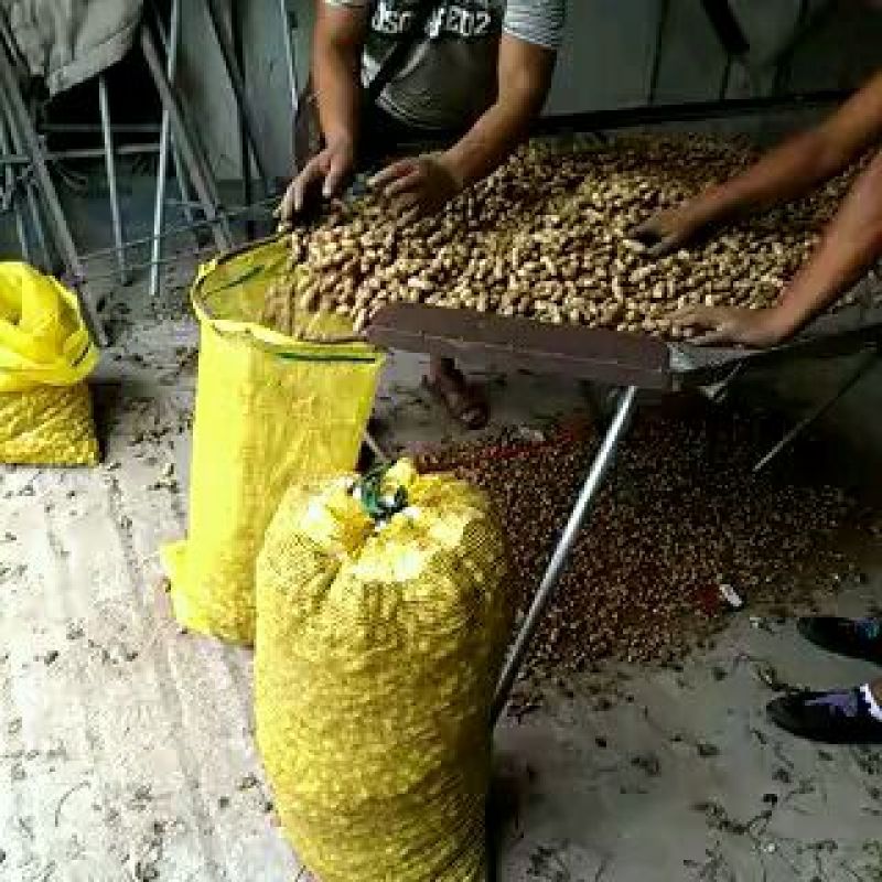 白沙系列鲜货带壳