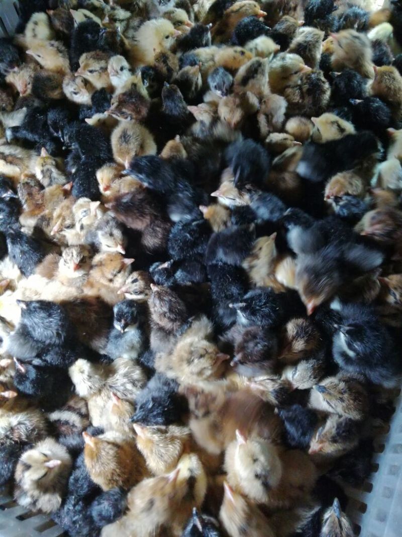 绿壳蛋鸡苗35~45克出壳苗雌