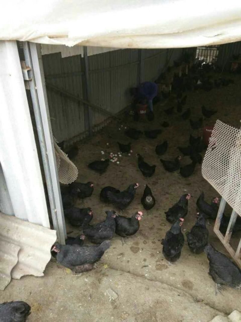 绿壳蛋鸡苗35~45克出壳苗雌