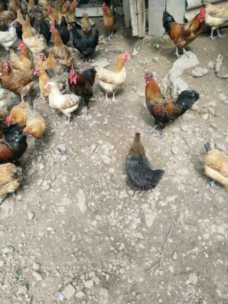 绿壳蛋鸡苗35~45克出壳苗雌