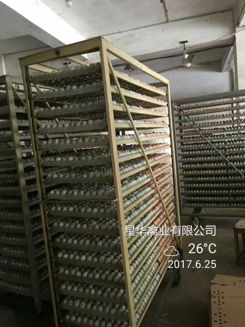 乌鸡苗雌1000只起批！出壳苗，出苗公苗，出壳母苗