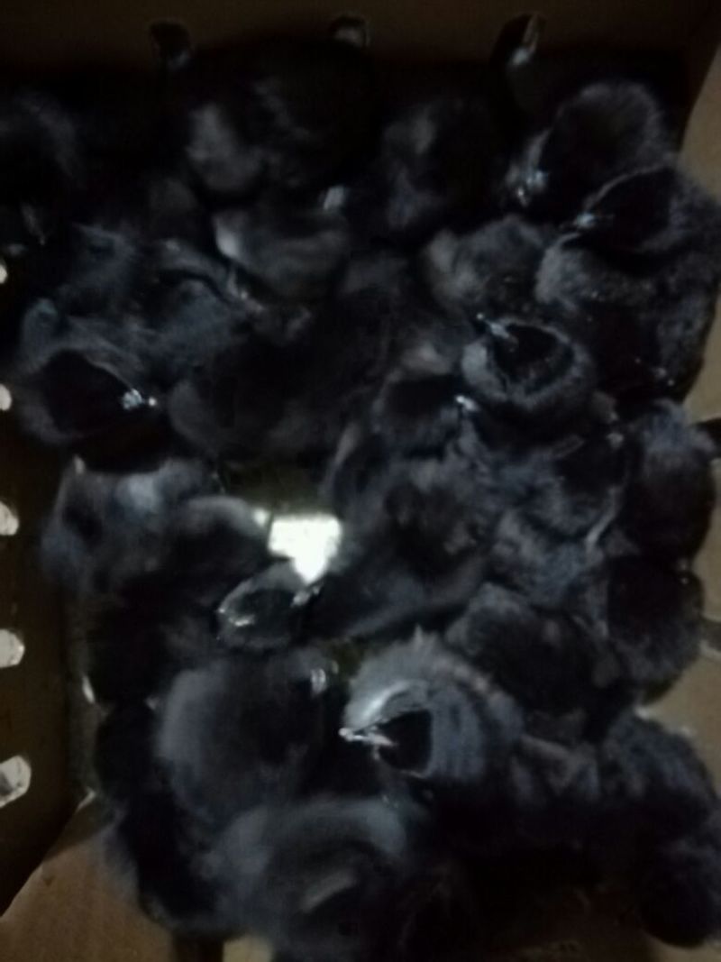 乌鸡苗雌1000只起批！出壳苗，出苗公苗，出壳母苗