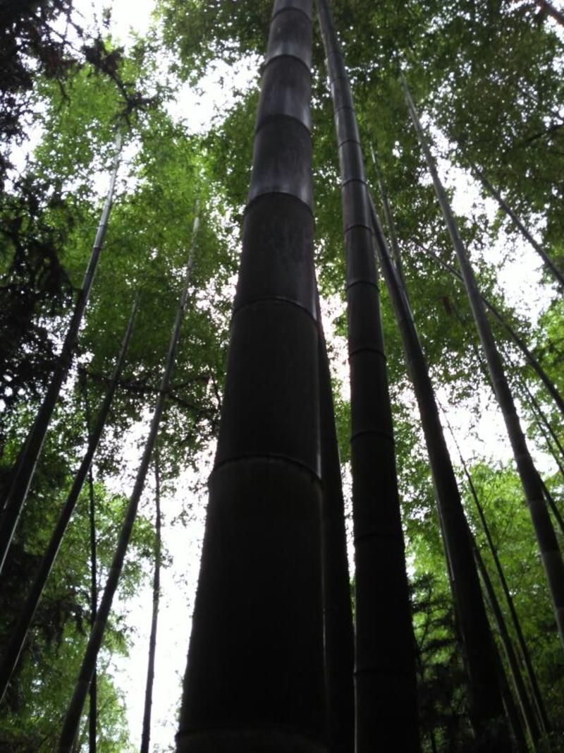 楠竹6cm以上6米以上