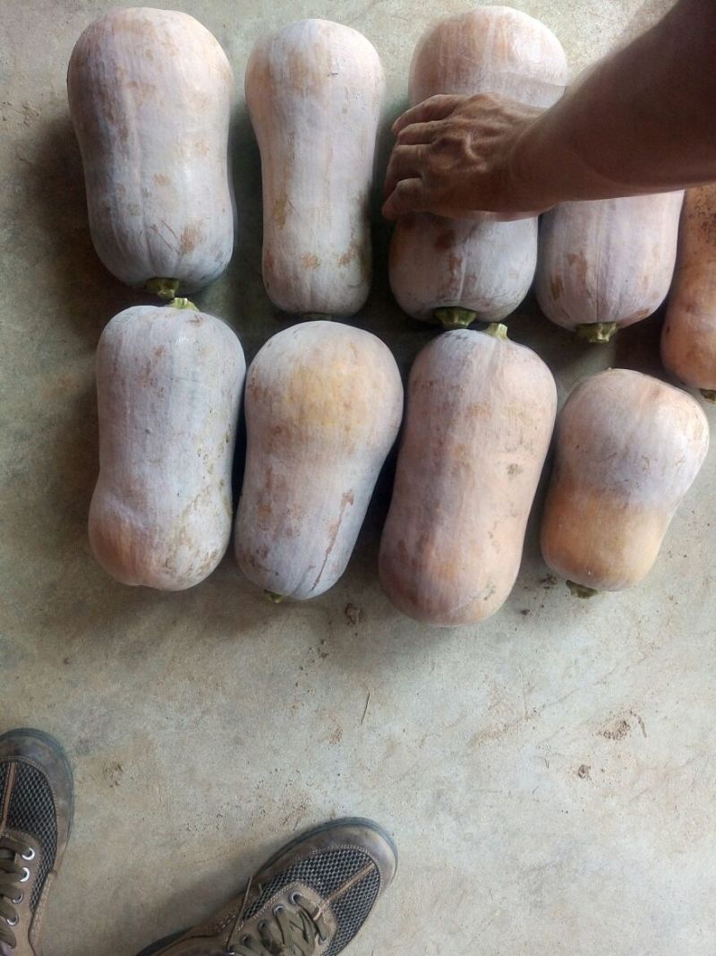 枕头南瓜，板栗南瓜，囗感面甜，一手货源产地直发