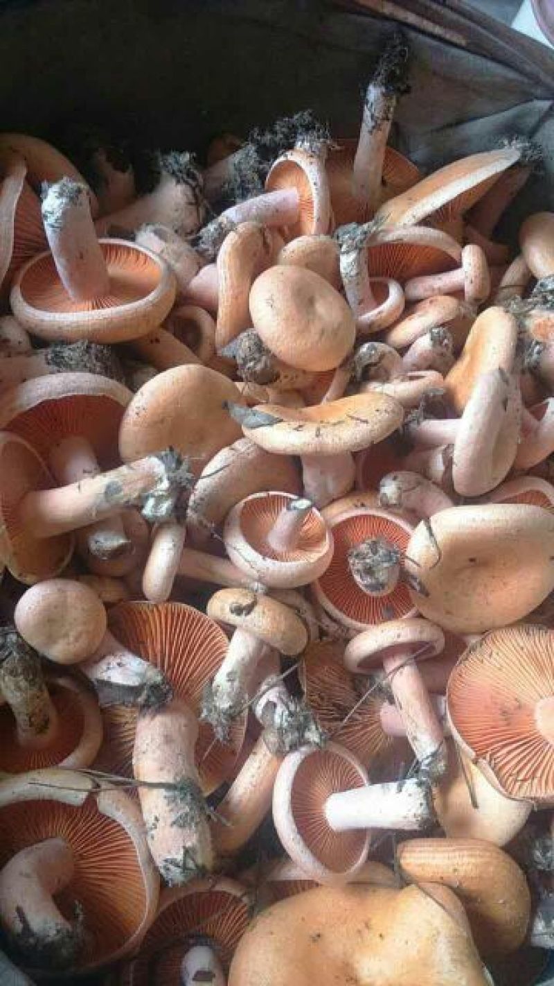 松树菌一级