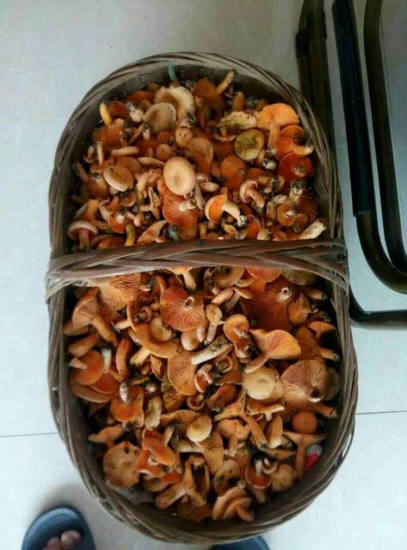 松树菌一级