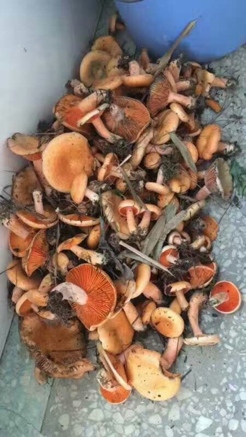 松树菌一级
