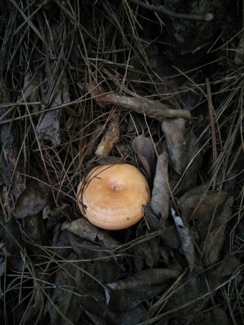 松树菌一级