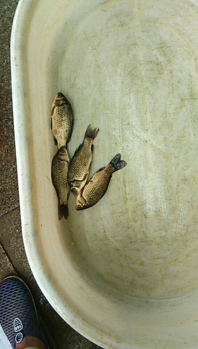 黄金鲫食用