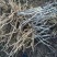 牡丹苗10~20cm