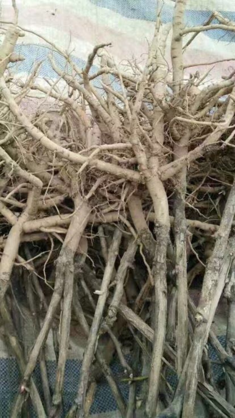 牡丹苗10~20cm