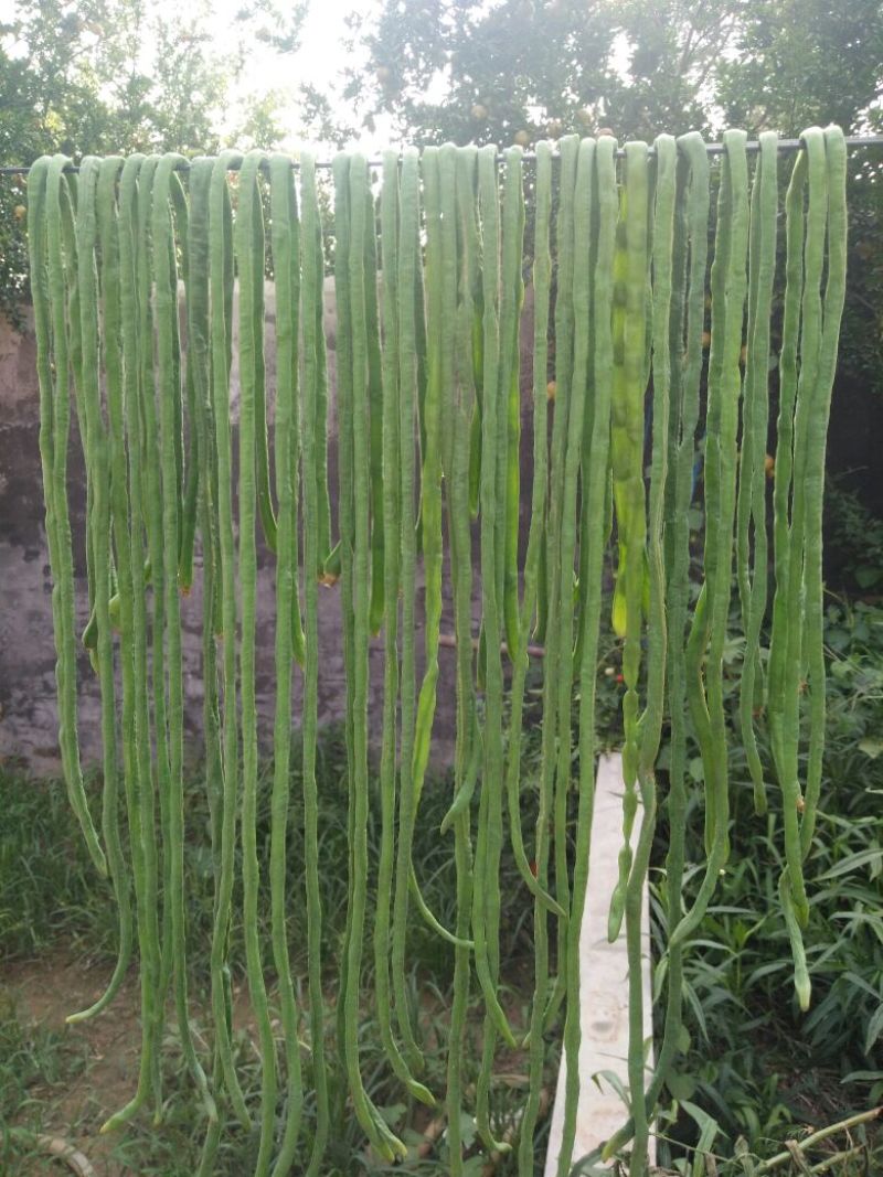 脱水长豆角