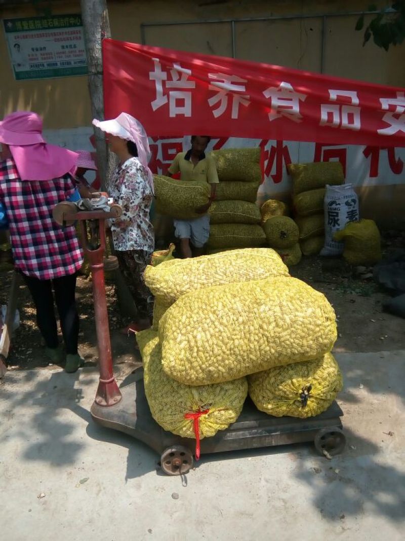 江苏大白沙鲜货带壳，货源稳定，颗粒饱满，过筛手捡货鲜