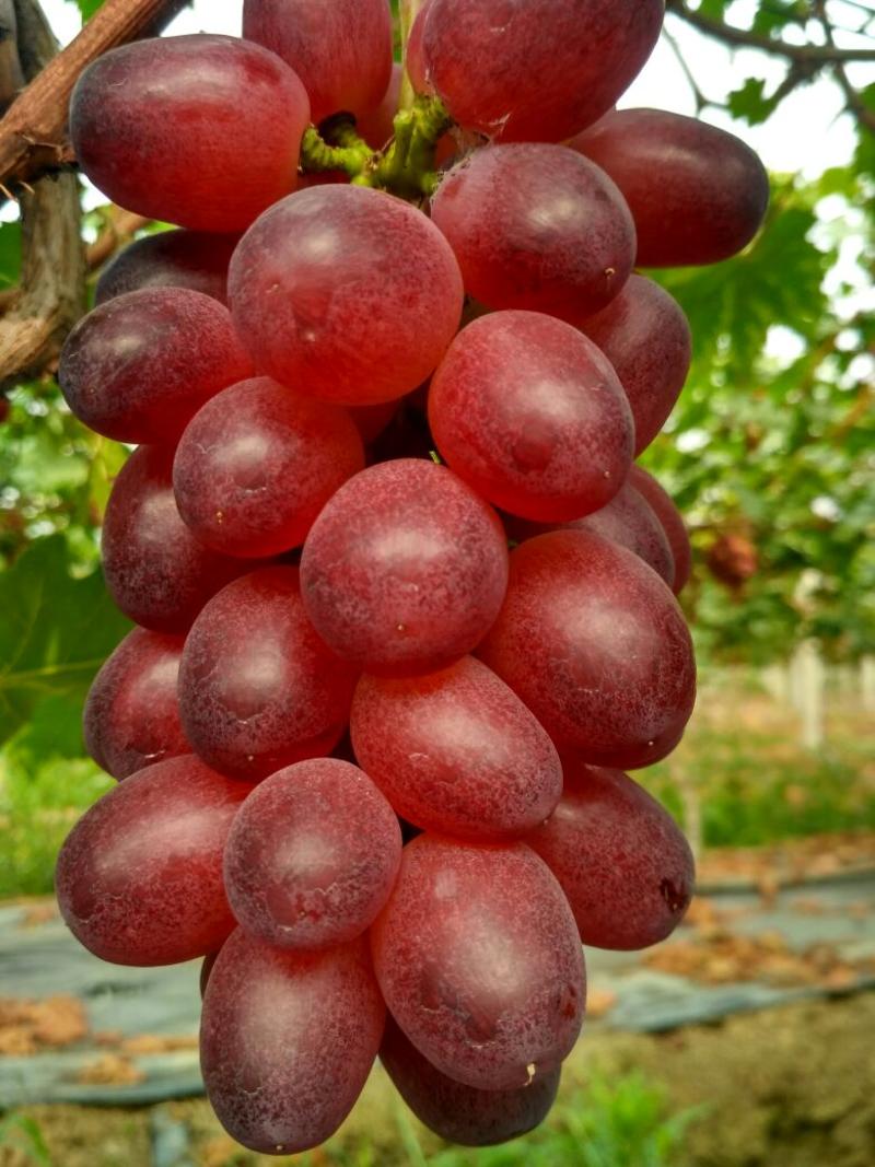 脆甜多汁色泽艳丽红巴拉多葡萄1.5~2斤5%以下