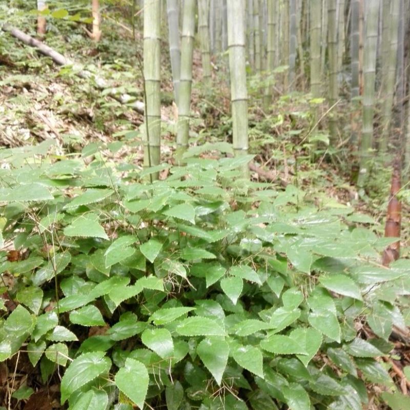 野生淫羊藿干货