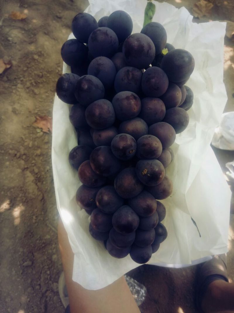 户太八号葡萄批发，陕西优质户太八号葡萄，户太八号葡萄价格