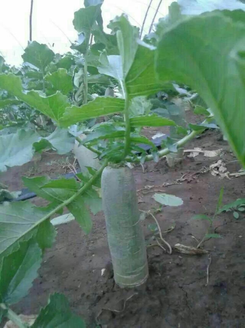 青萝卜，潍县青萝卜精品，脆甜多汁，基地直供一手货源