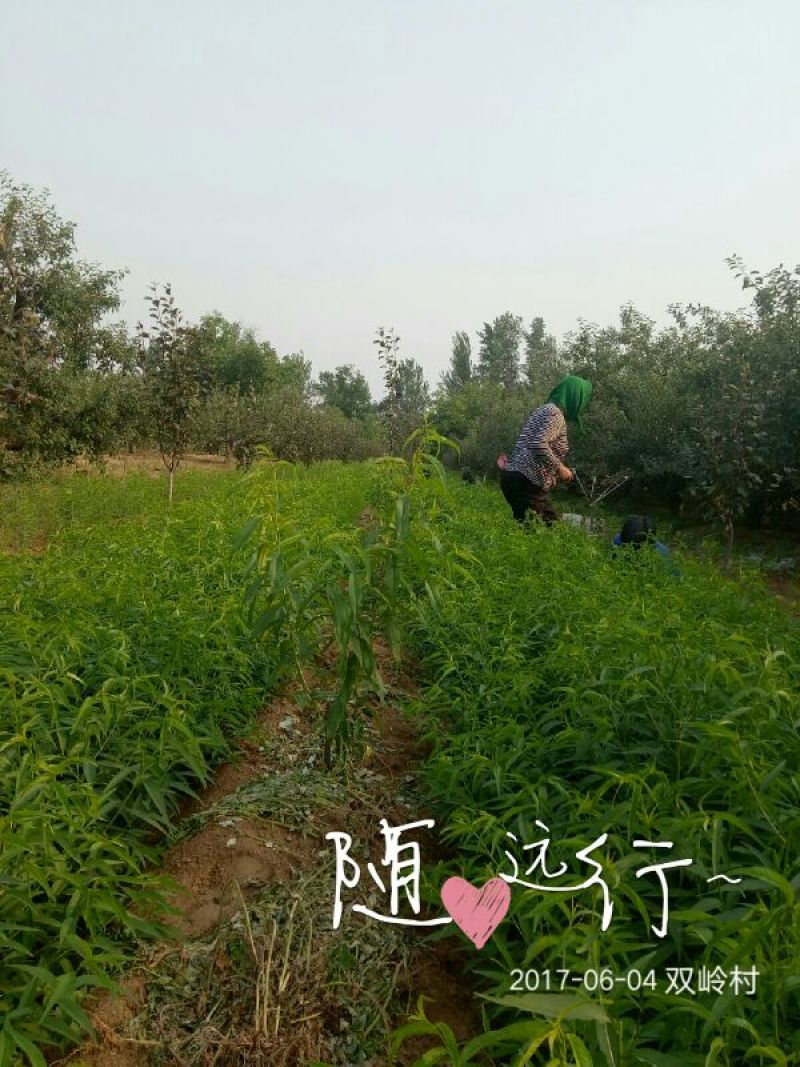 油蟠9，，7-7油蟠桃