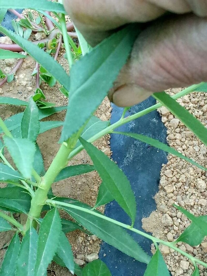 油蟠9，，7-7油蟠桃
