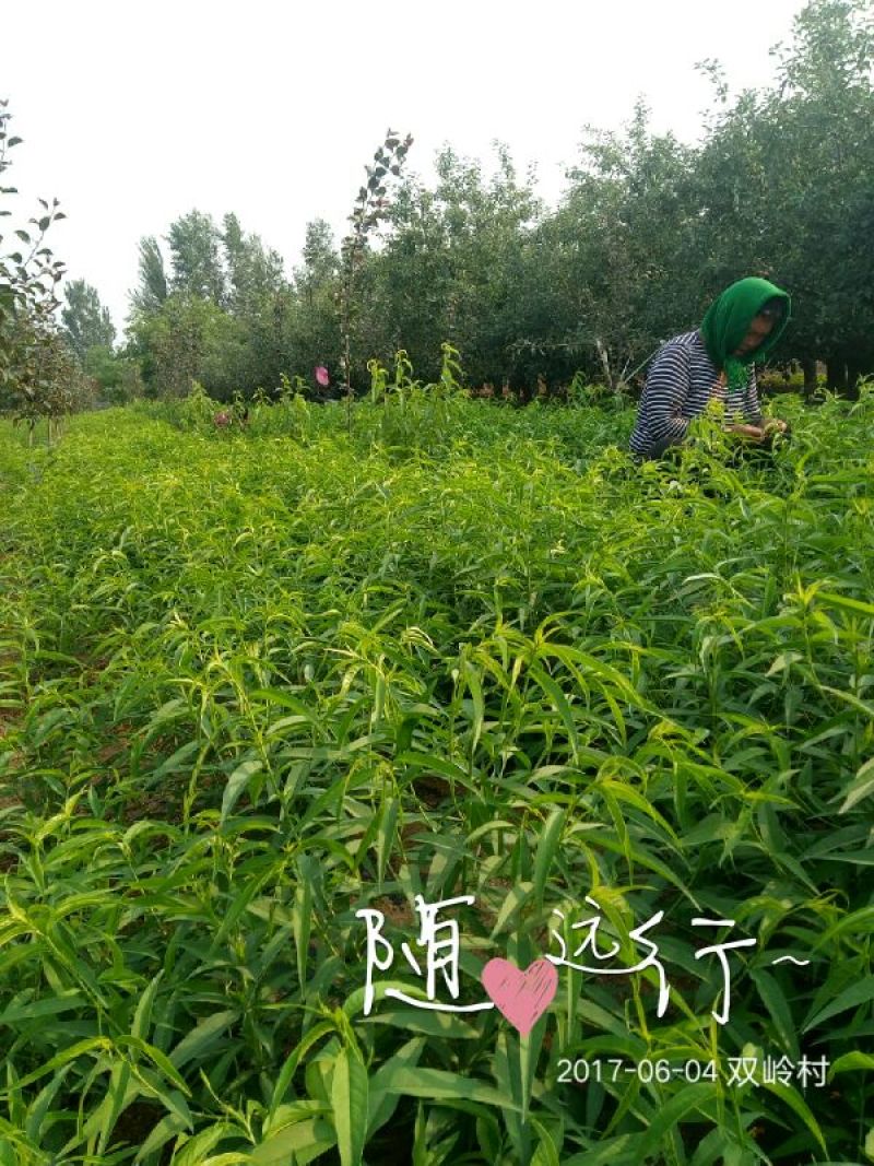 油蟠9，，7-7油蟠桃