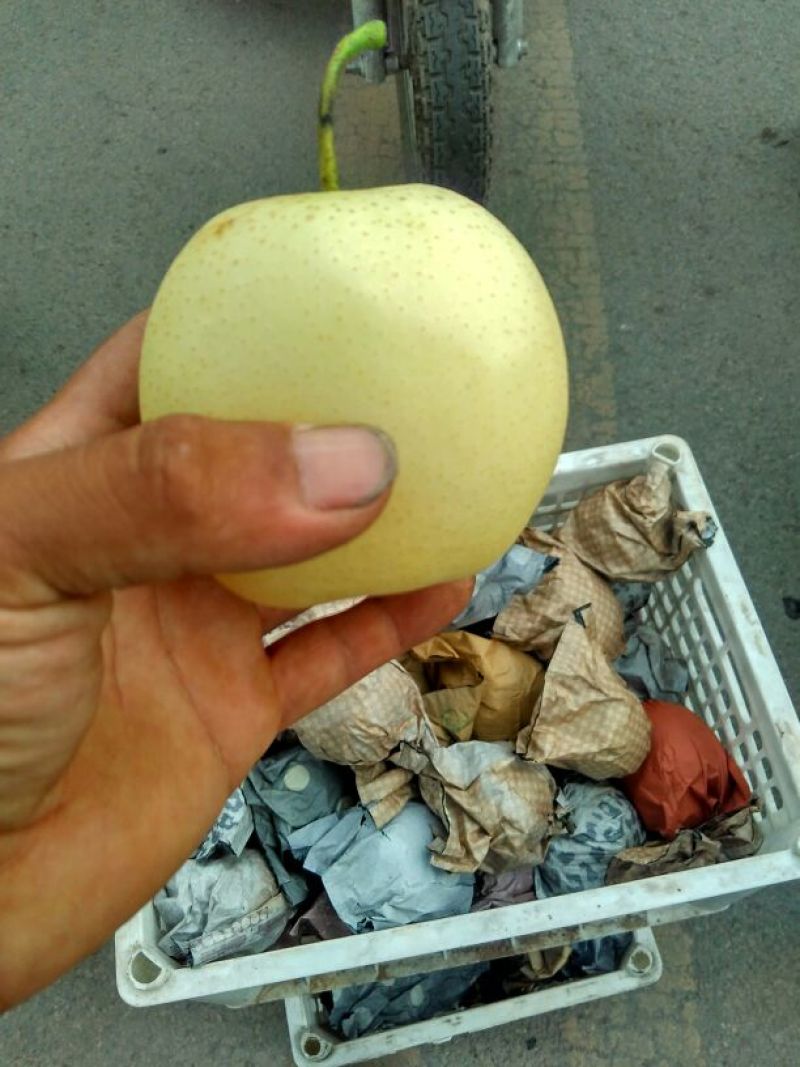 皇冠梨纸袋山西基地直发可视频看货物美价廉，承接超市电商