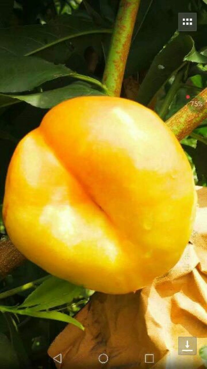 大红袍李子树苗5~10cm