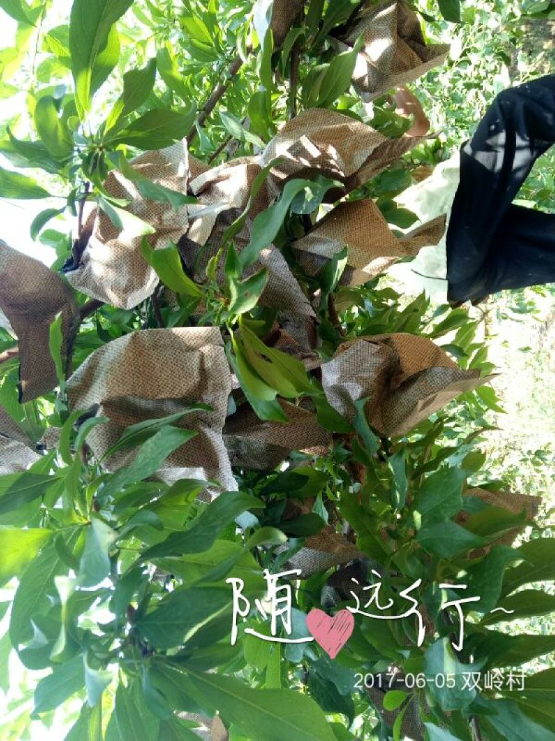 大红袍李子树苗5~10cm