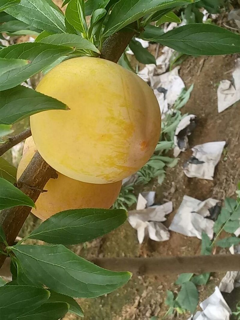 油蟠9，，7-7油蟠桃