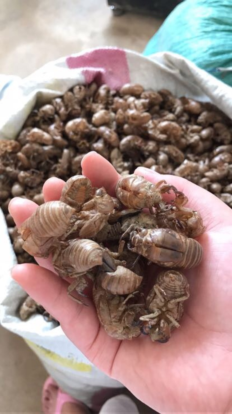 蝉蜕统货