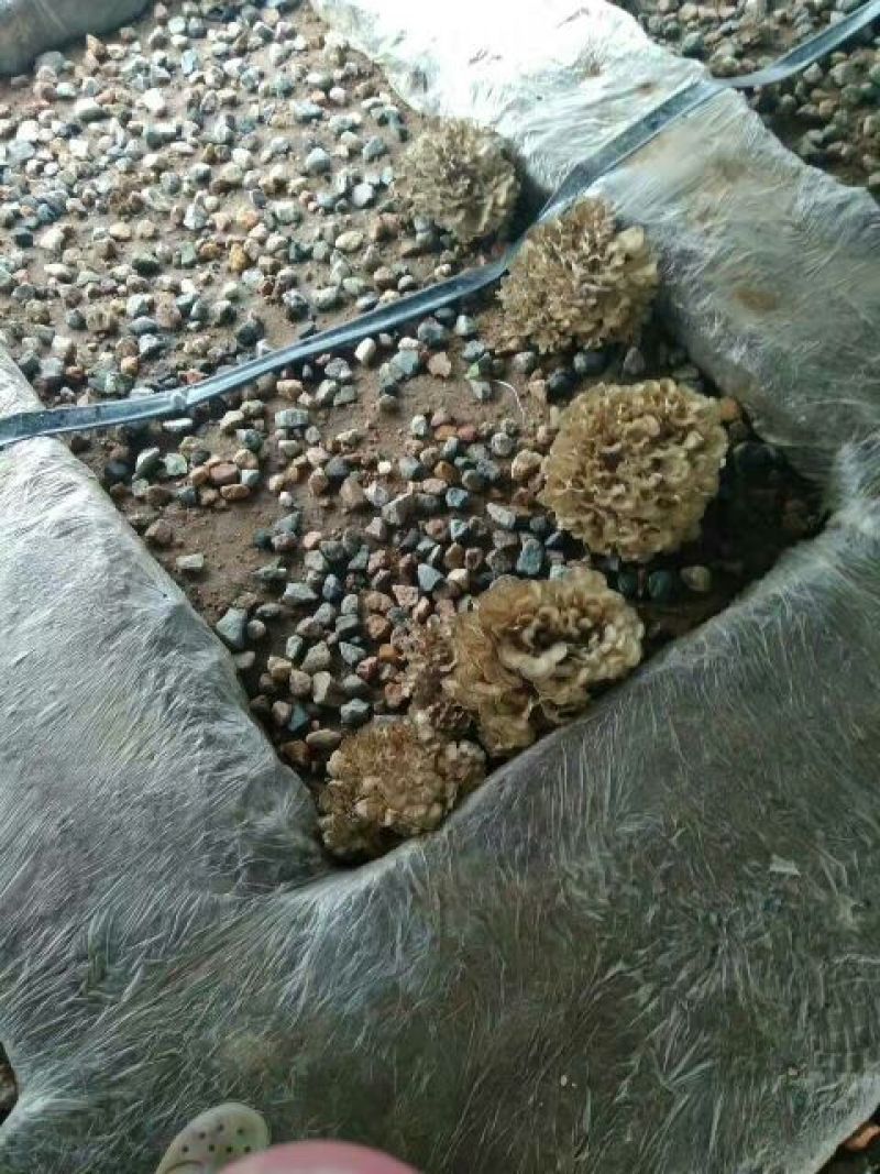 干栗蘑