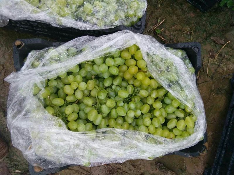 维多利亚葡萄1.5~2斤5%以下，种植面积大，冷棚多