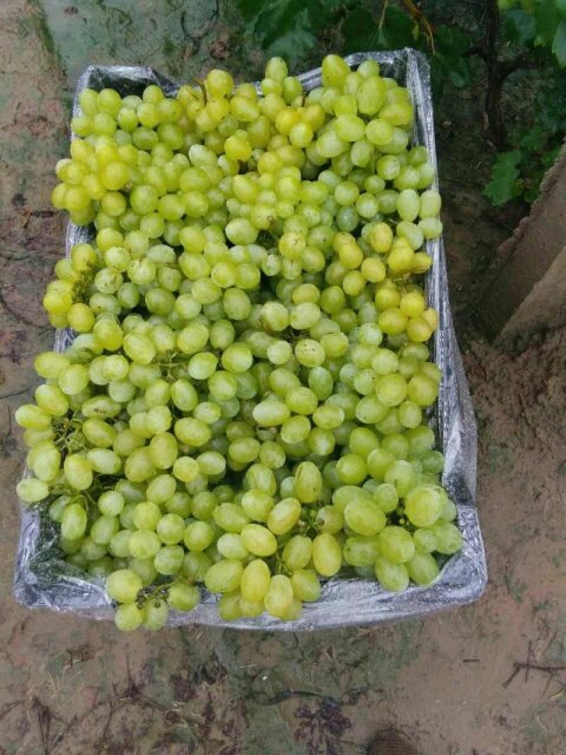 维多利亚葡萄1.5~2斤5%以下，种植面积大，冷棚多