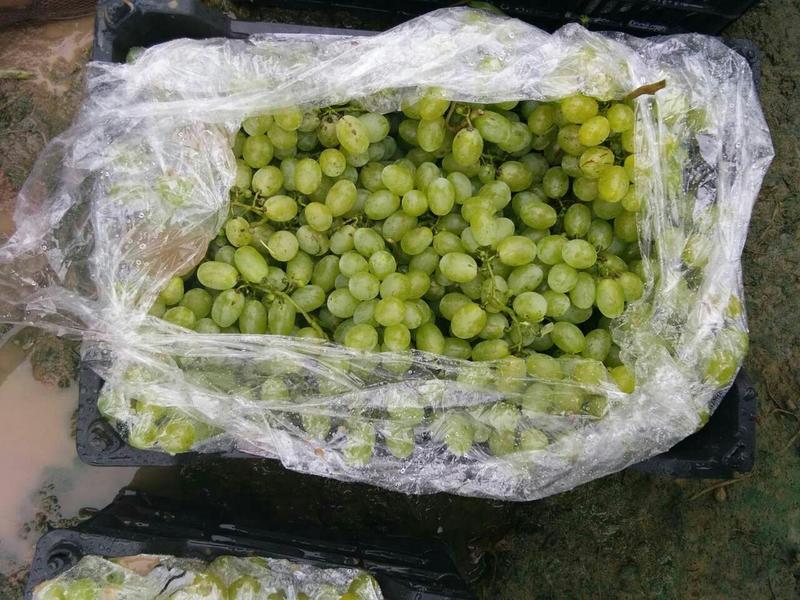 维多利亚葡萄1.5~2斤5%以下，种植面积大，冷棚多