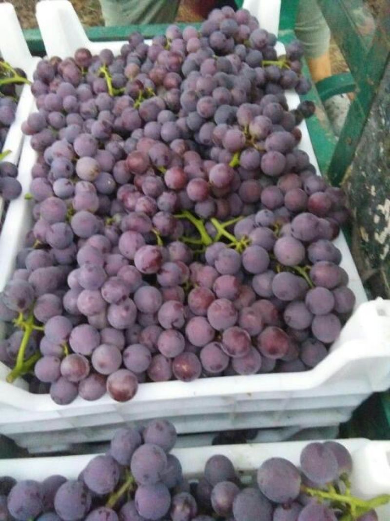 巨峰葡萄河北葡萄1.5~2斤5%以下需要联系