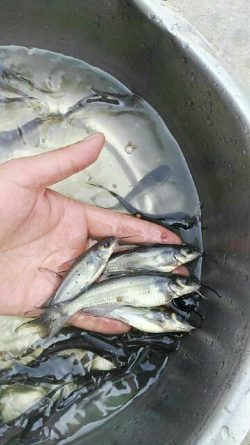 斑点叉尾鮰鱼2~5斤