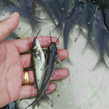 斑点叉尾鮰鱼2~5斤