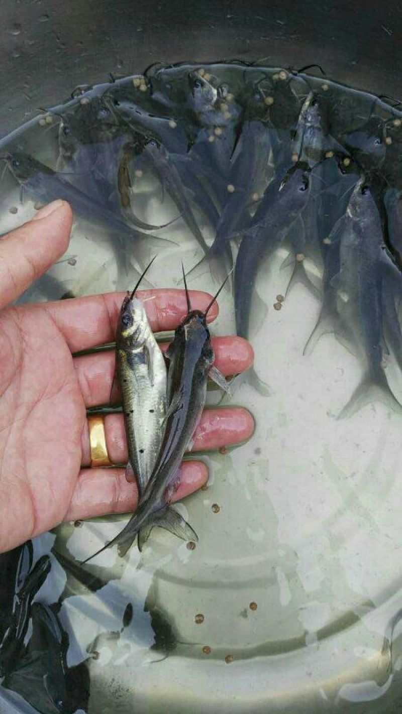 斑点叉尾鮰鱼2~5斤