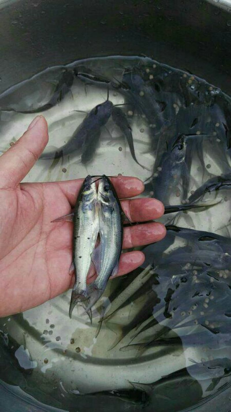 斑点叉尾鮰鱼2~5斤