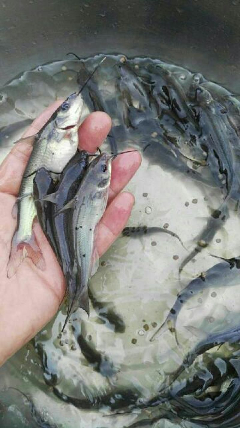 斑点叉尾鮰鱼2~5斤