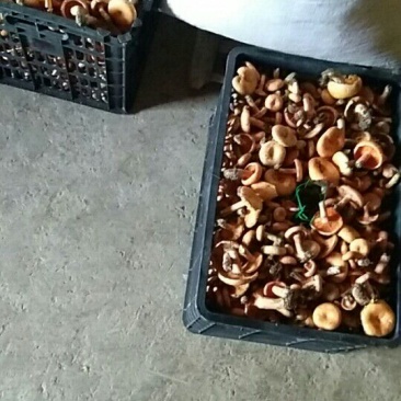 雁来蕈雁鹅菌谷熟菌铜绿枞菌松乳菇寒菌舌尖