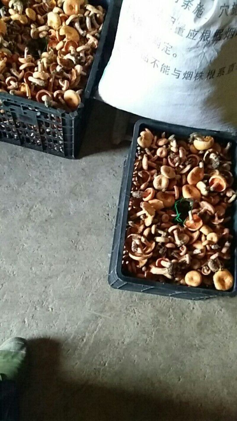 雁来蕈雁鹅菌谷熟菌铜绿枞菌松乳菇寒菌舌尖
