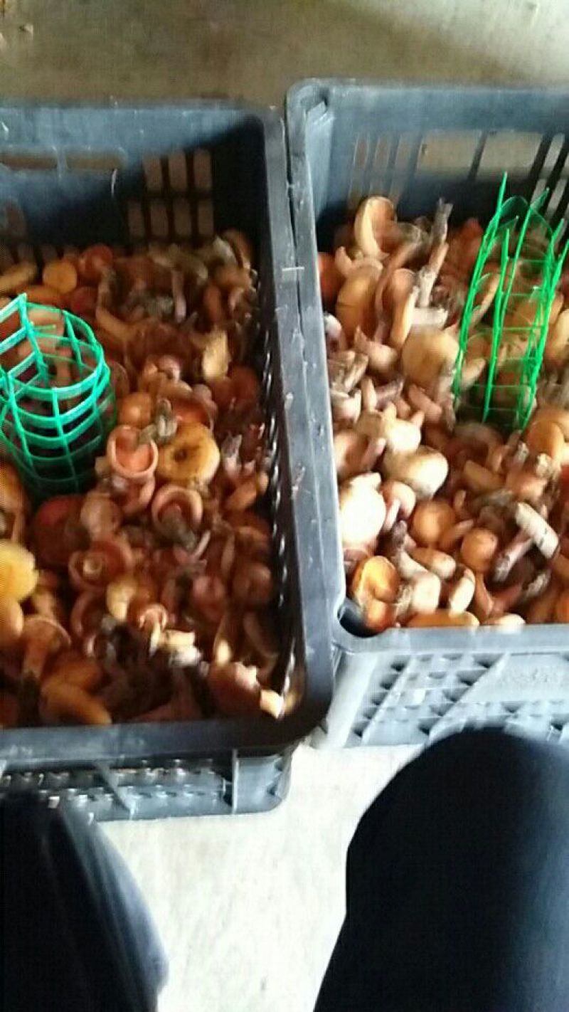 雁来蕈雁鹅菌谷熟菌铜绿枞菌松乳菇寒菌舌尖