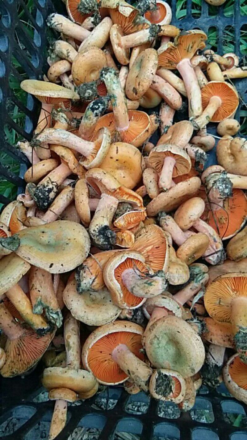 雁来蕈雁鹅菌谷熟菌铜绿枞菌松乳菇寒菌舌尖