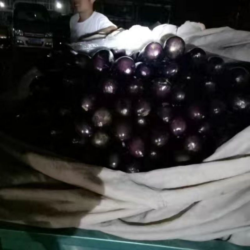 黑长茄4两以上