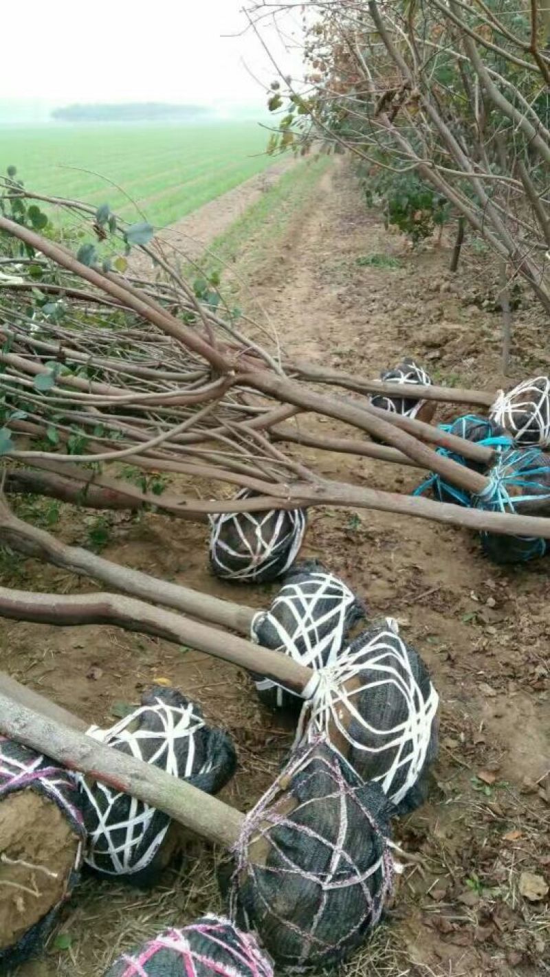 黄栌8公分黄栌
