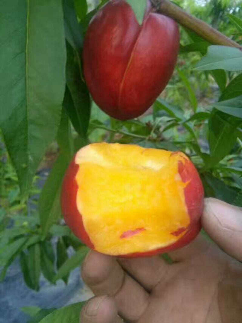 油桃树苗早熟油桃树苗