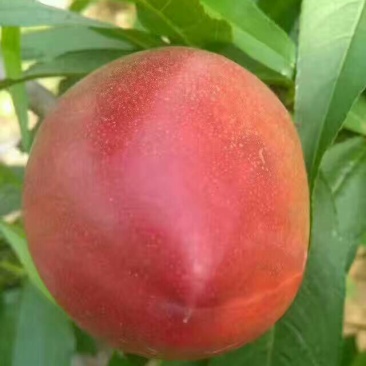 油桃树苗早熟油桃树苗