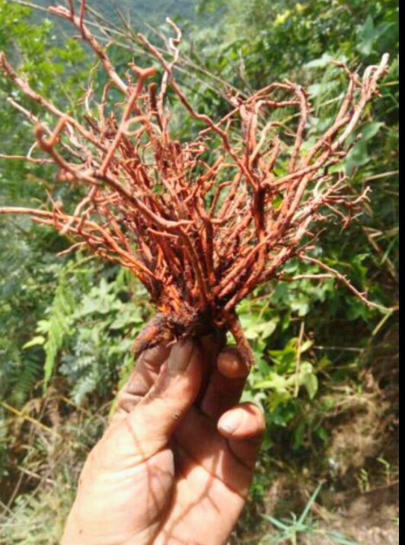 红根草