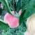 桃树苗新品种水蜜桃苗早春米蜜桃苗成熟期早黄金桃苗种植基